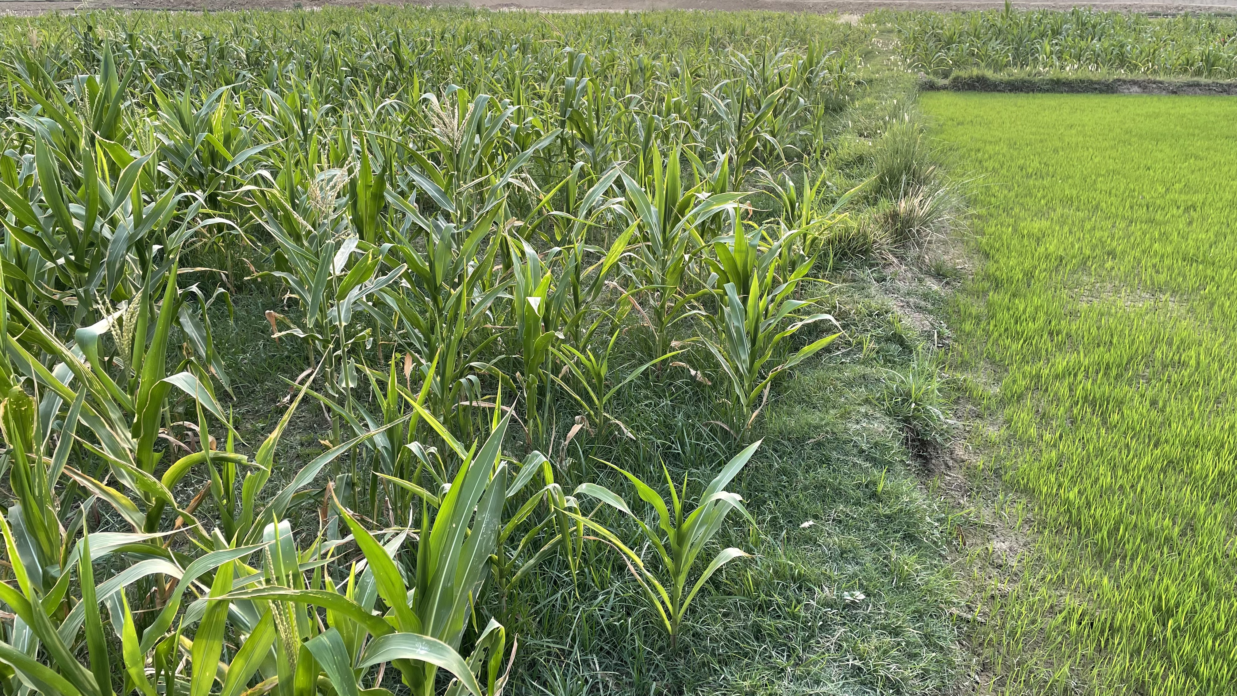 Maize field at Vedic Farm